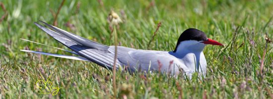 Arctic Tern nesting in the grass