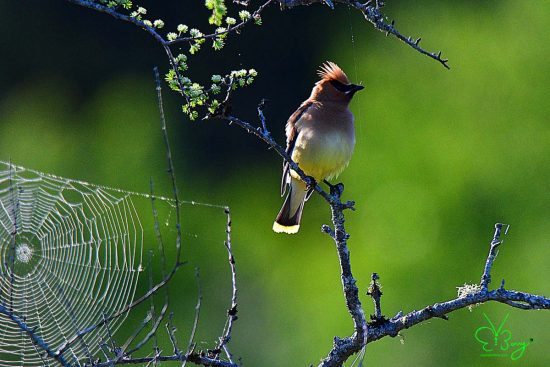 Cedar Waxwing and spider web