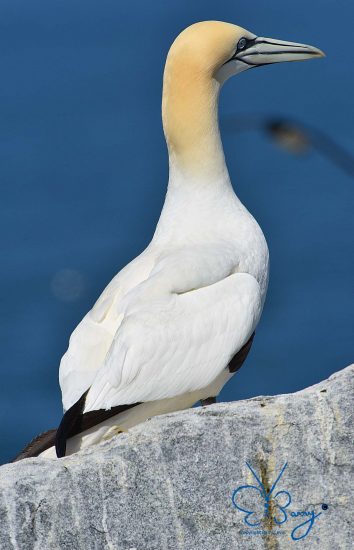 Gannet