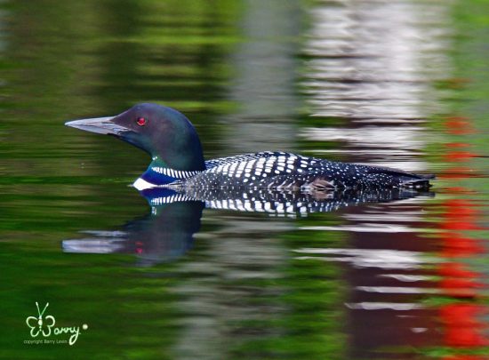 Loon