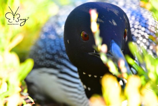 Loon on nest