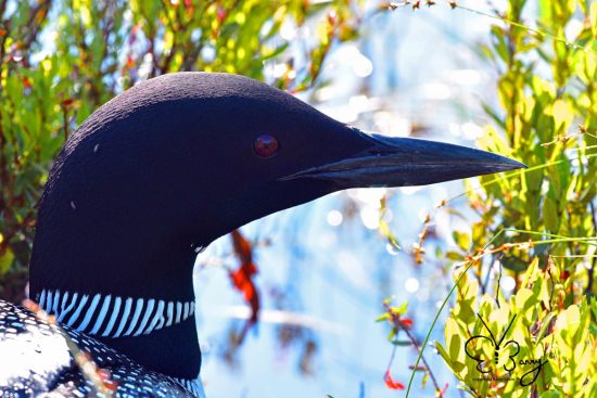 Loon on nest