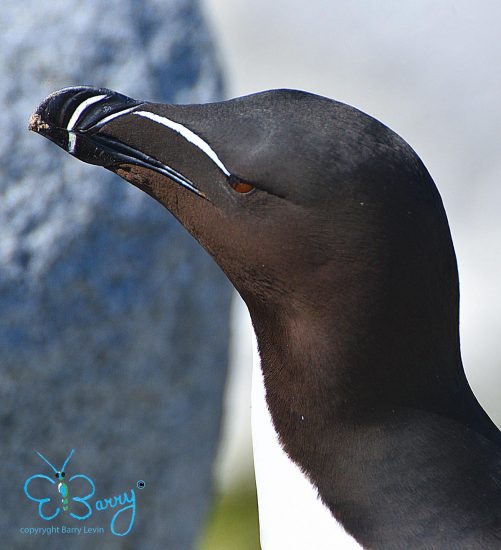 Razorbill