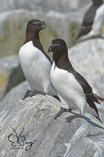 Razorbills