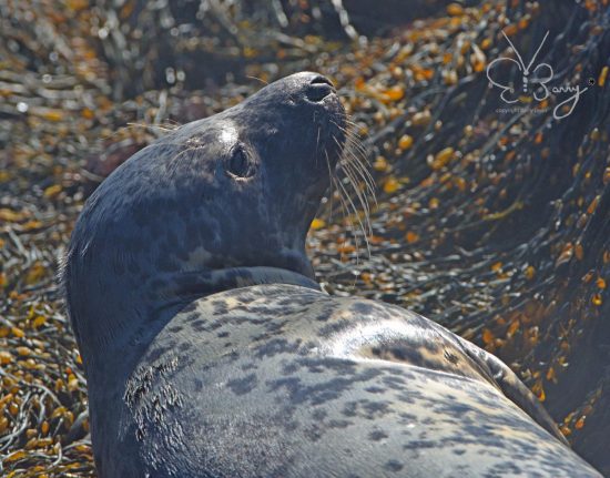 Seal