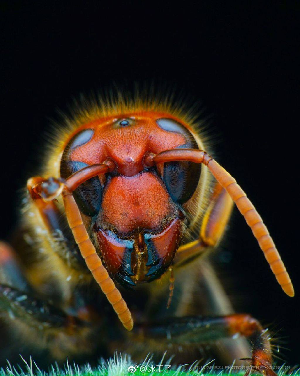 Venus Optics Laowa 100mm f/2.8 2X Ultra Macro APO lens sample